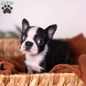 Wilma (Tiny), Boston Terrier Puppy